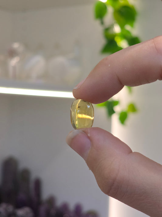 Insect Included Amber Specimen with Photo (D)