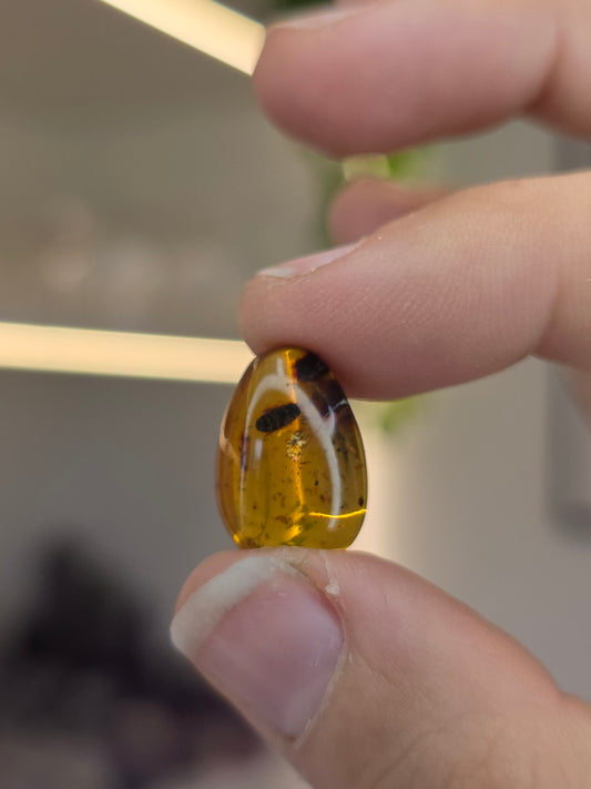 Insect Included Amber Specimen with Photo (L)
