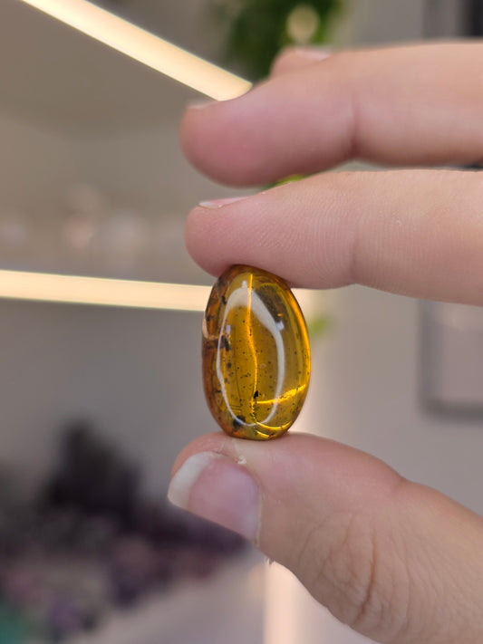 Insect Included Amber Specimen with Photo (N)