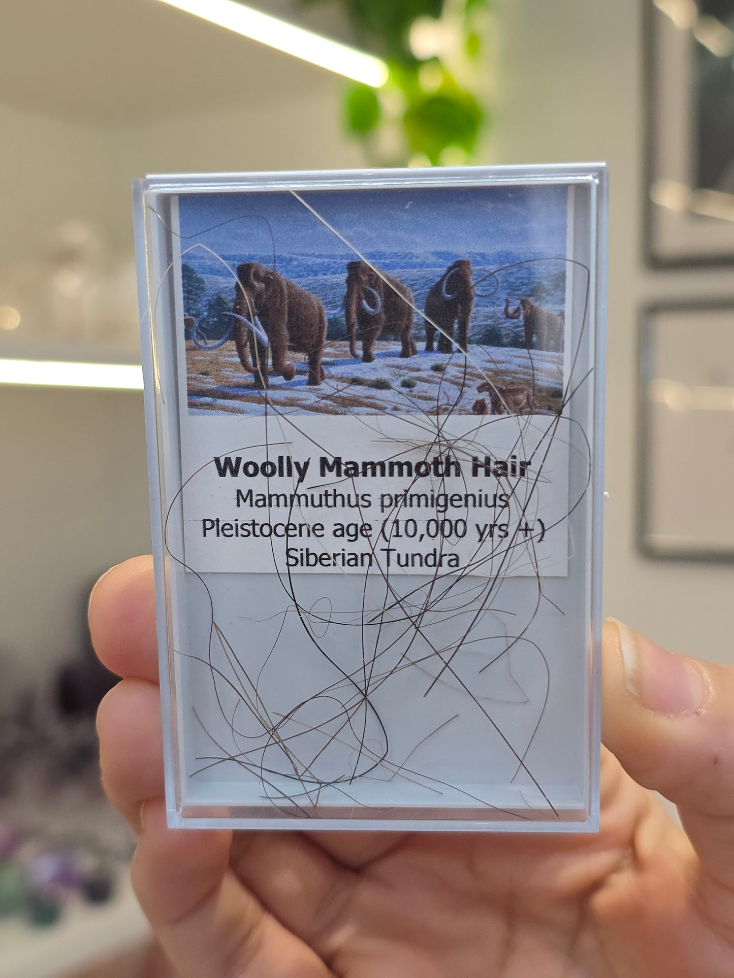 Mammoth Hair (B)