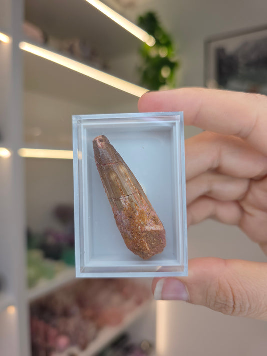 Spinosaurus Teeth (E)
