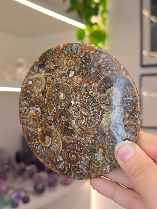 Ammonite Plates