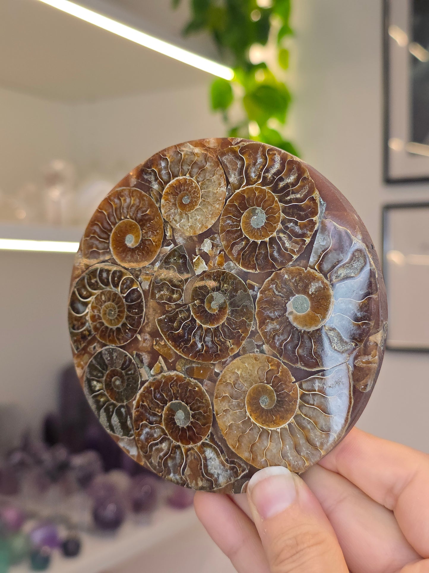 Ammonite Plates