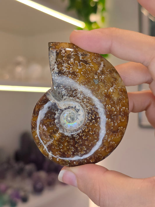 Special Complete Moroccan Ammonite with Pyrite Inclusion (C)