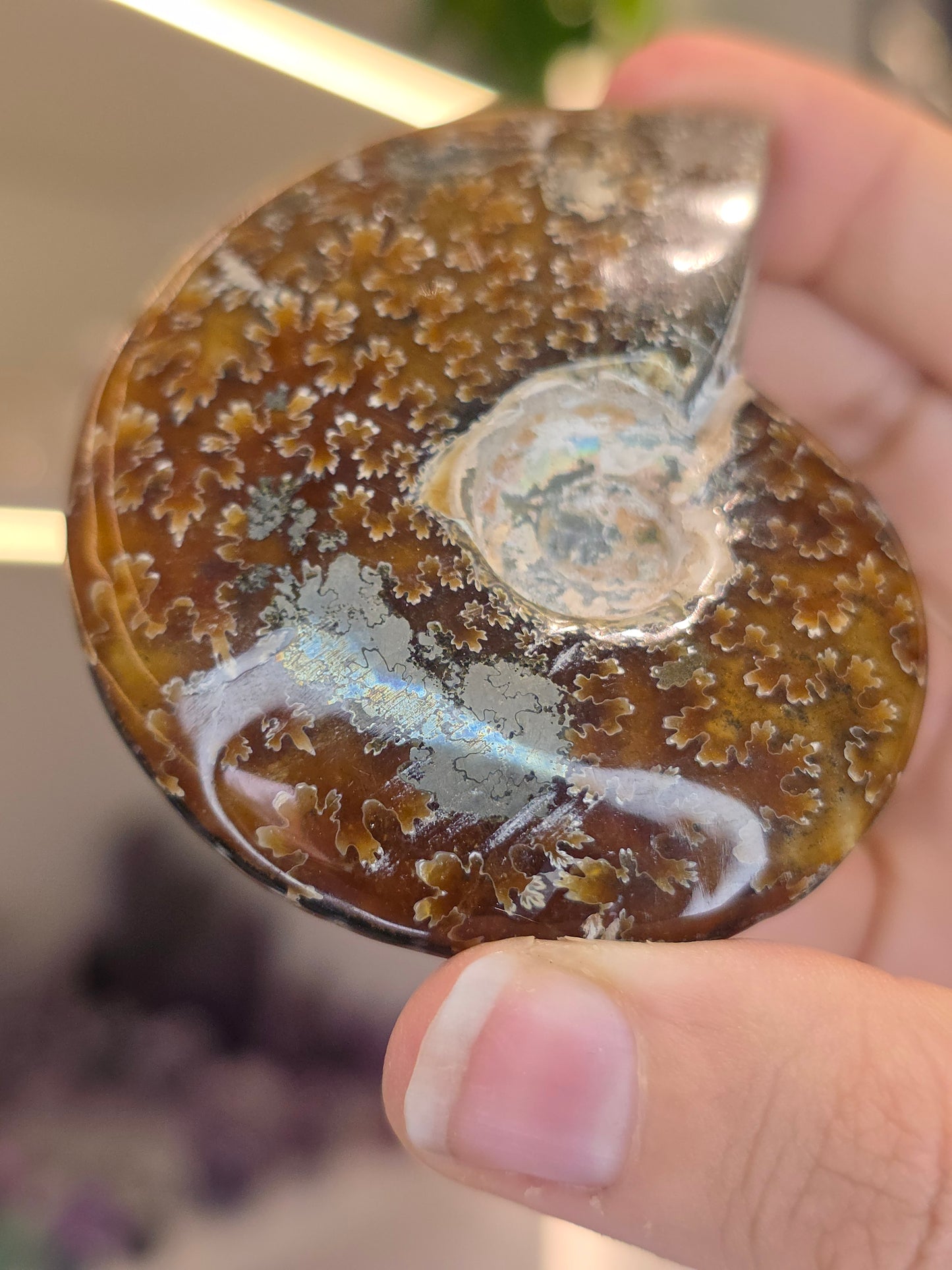 Special Complete Moroccan Ammonite with Pyrite Inclusion (C)