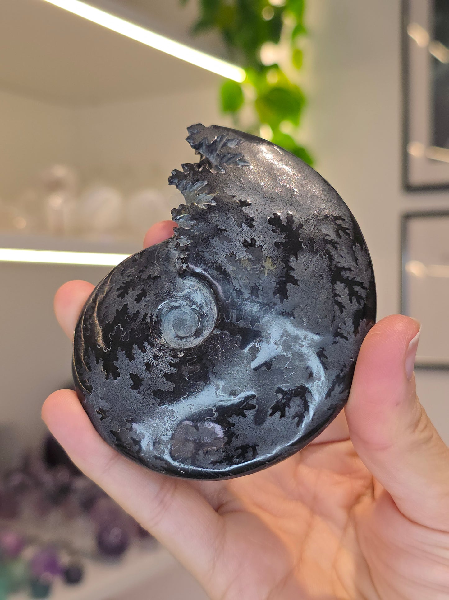 Special Complete Black Moroccan Ammonite with Pyrite Inclusion (E)