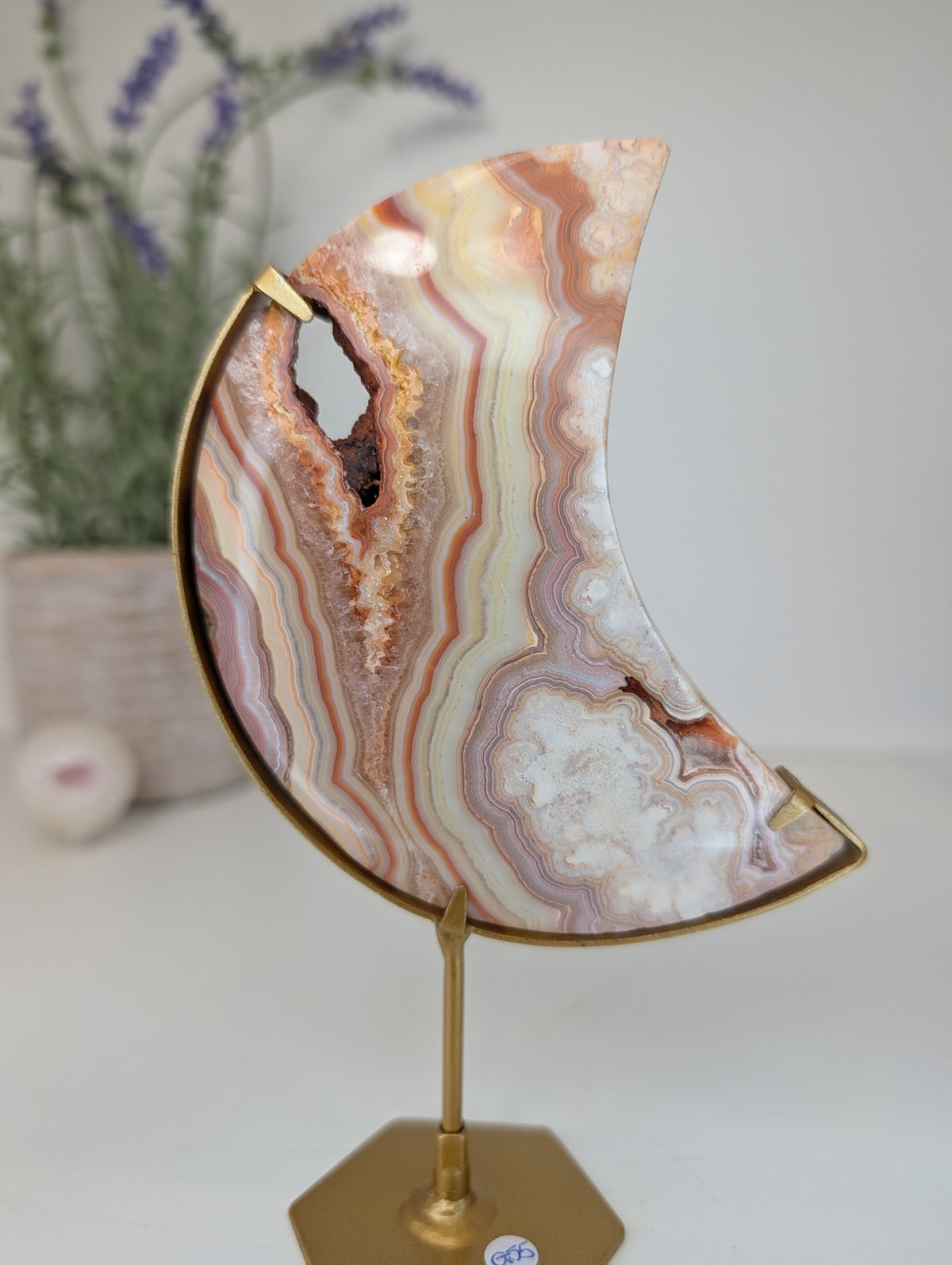 Pink Crazy Lace Moon on Custom Gold Stands from Indonesia