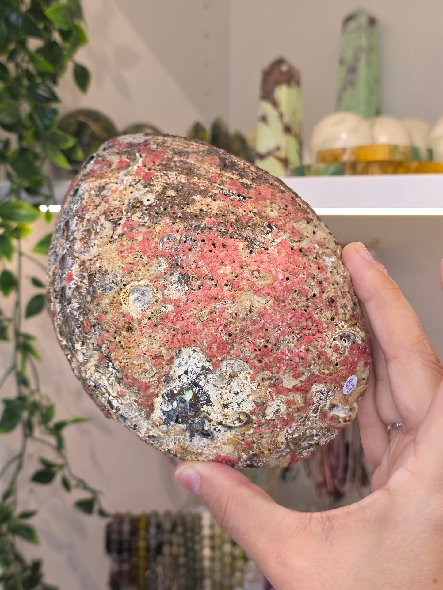 Abalone Shell / Bowl Trinket Dish - B