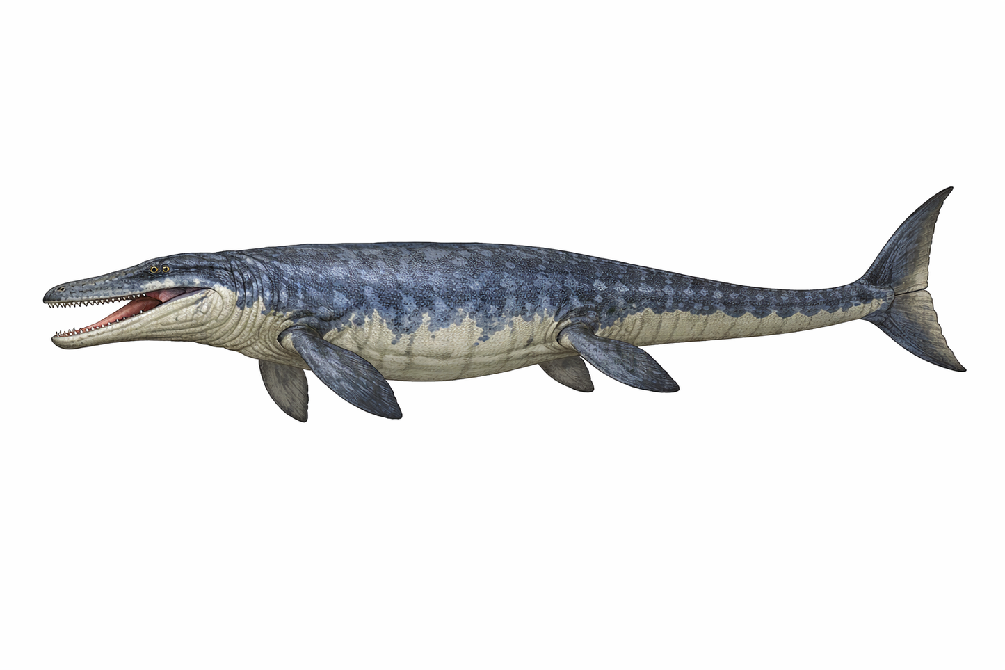 Mosasaur Marine Reptile Dinosaur Teeth