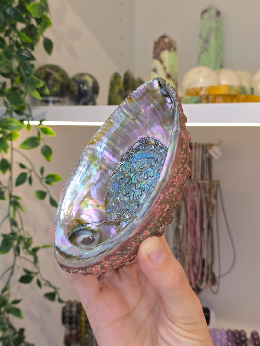 Abalone Shell / Bowl Trinket Dish - A