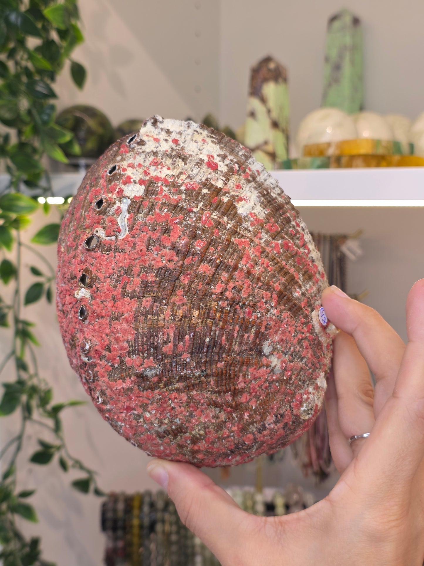 Abalone Shell / Bowl Trinket Dish - E