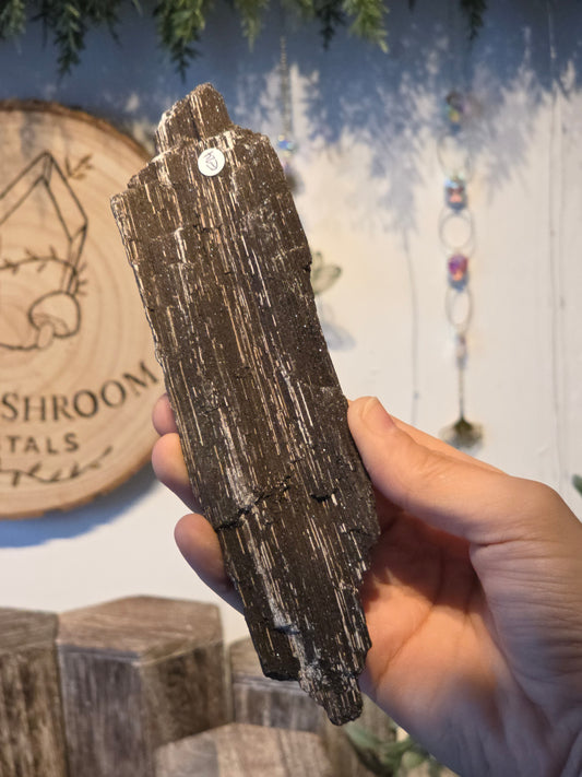 Sparkly Petrified Wood from Indonesia