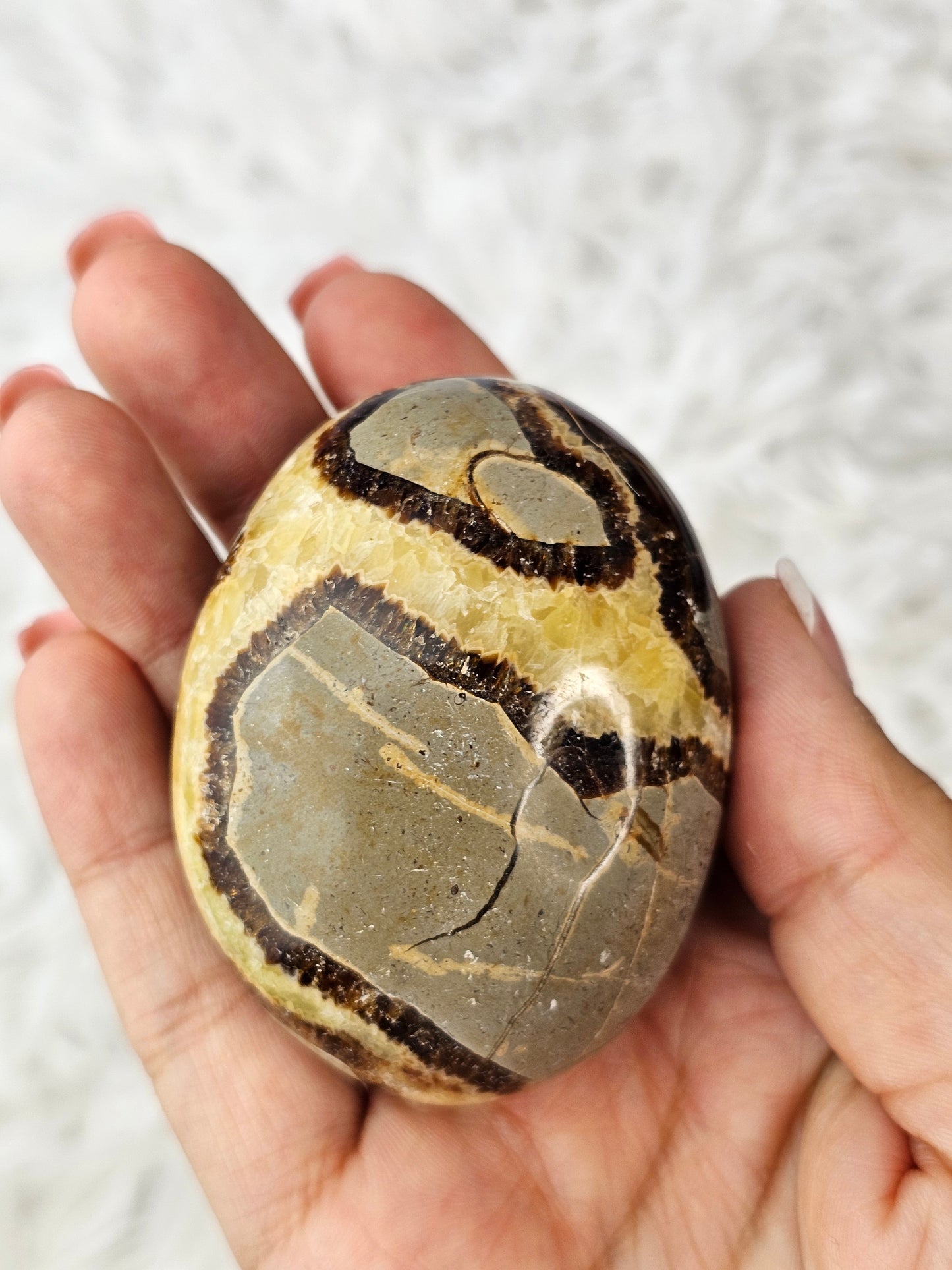 Septerian Palm Stone - MAS0771