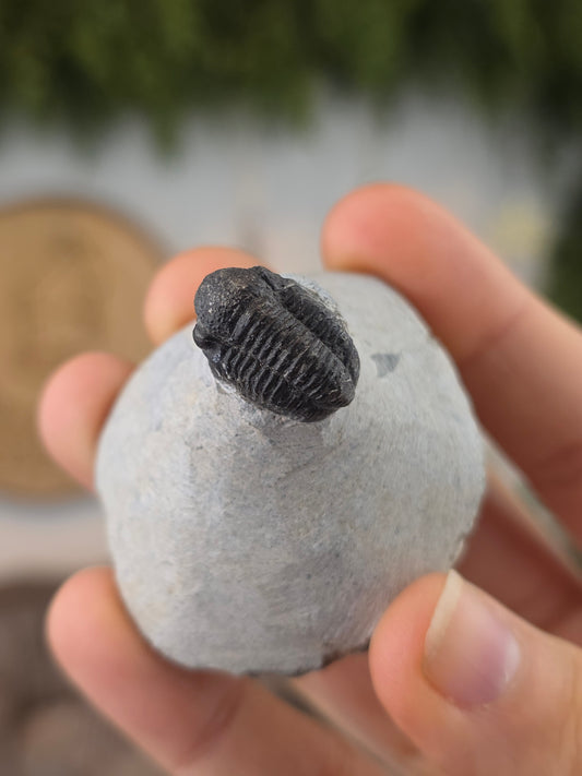 Trilobite Fossil on Matrix