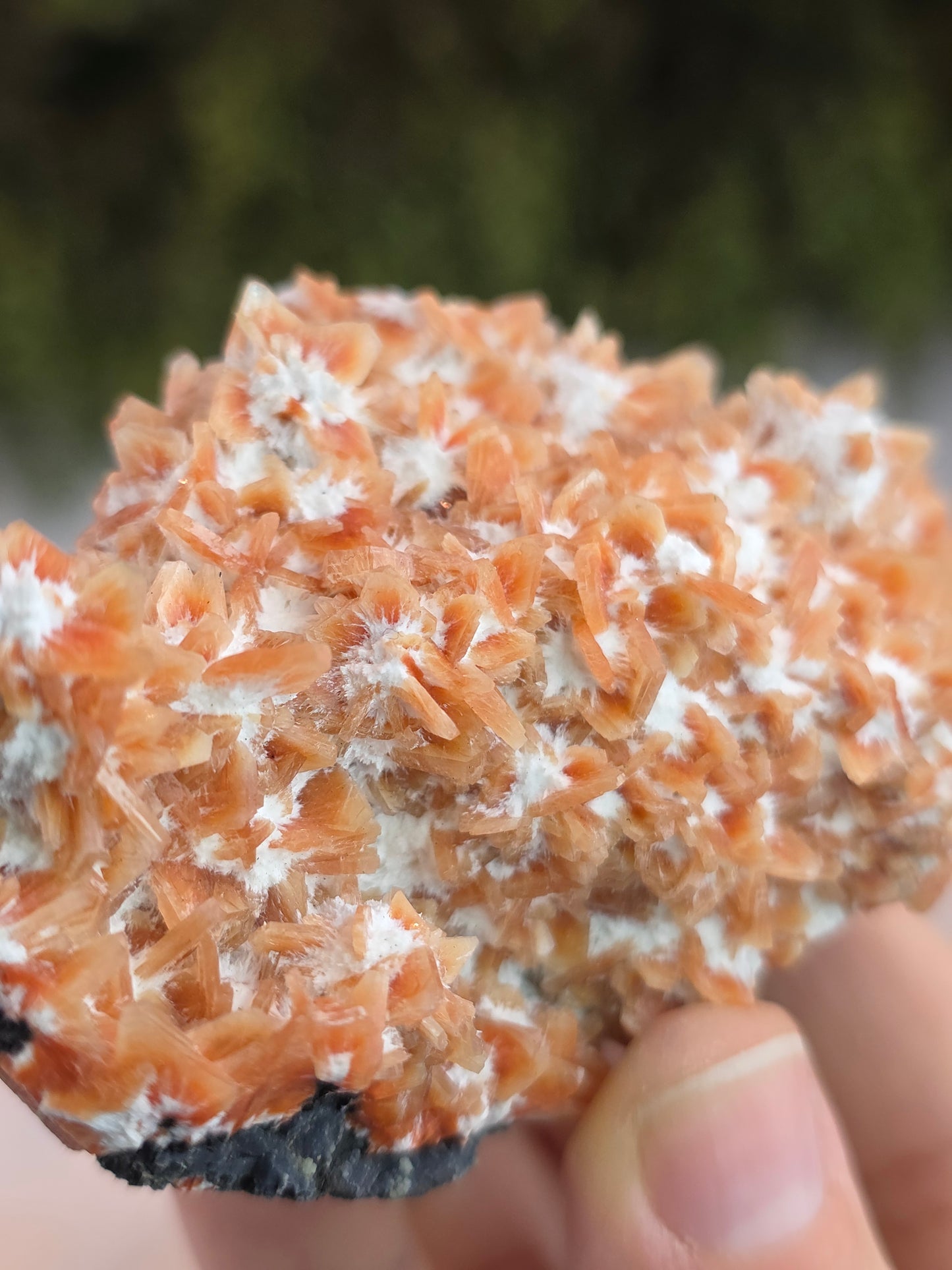 Stilbite on Okenite from Madhya Pradesh, India