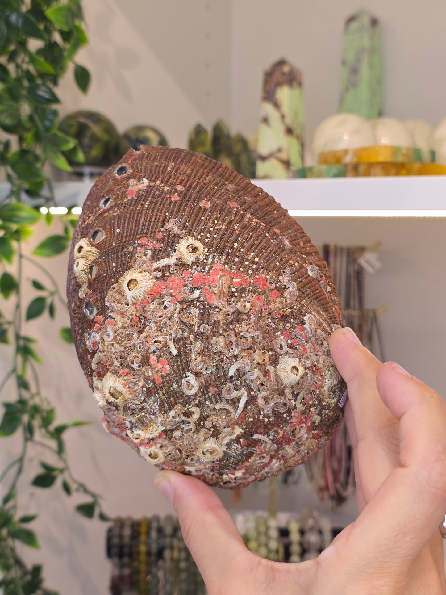 Abalone Shell / Bowl Trinket Dish - D
