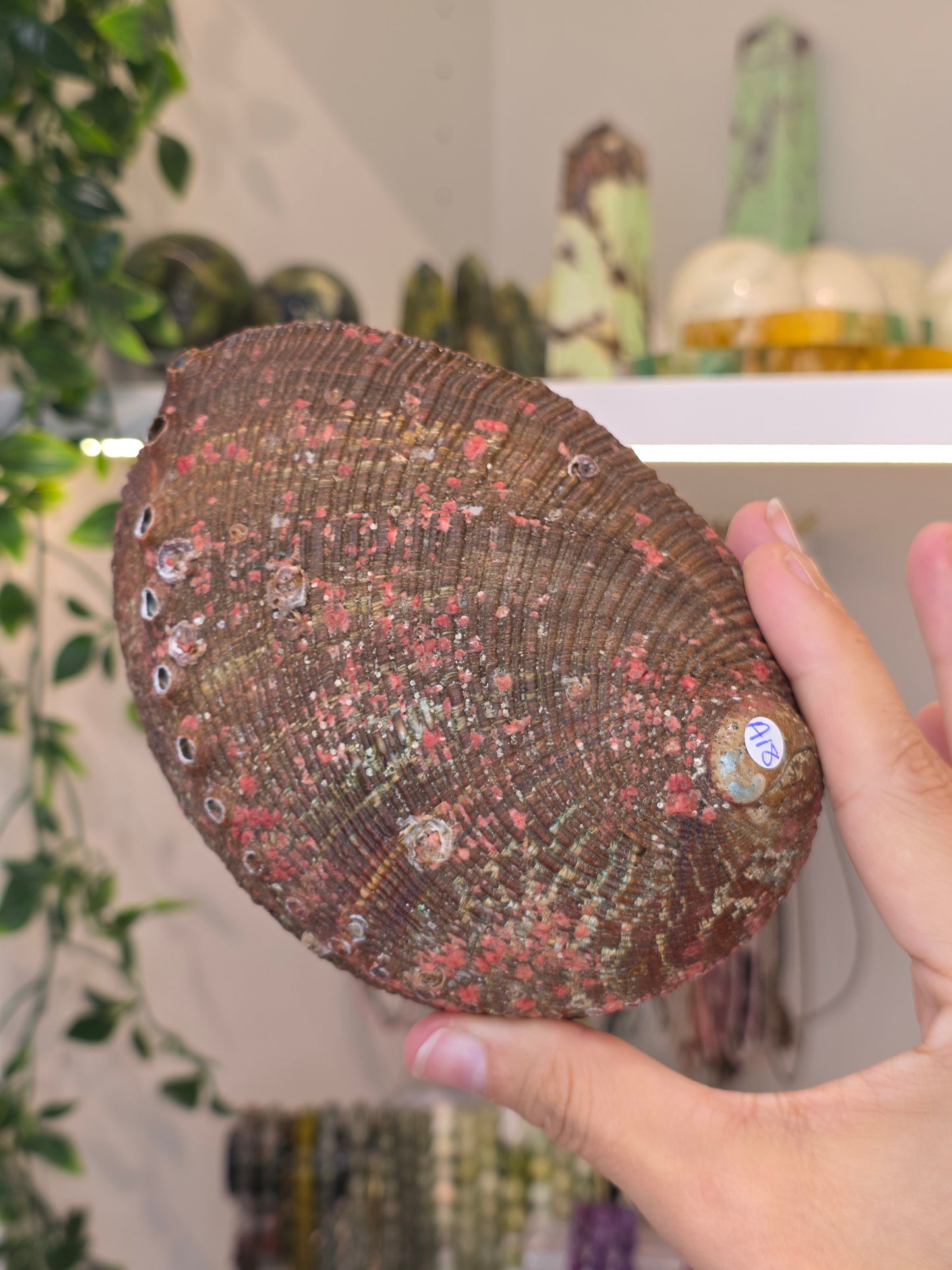 Abalone Shell / Bowl Trinket Dish - A