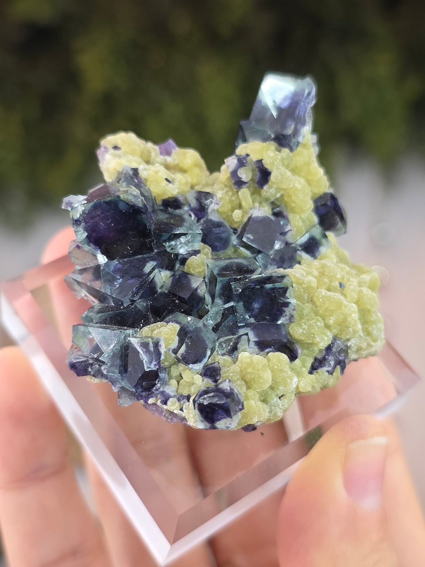 High Quality Clear Yindu Fluorite on Yellow Calcite - Yindu, China B