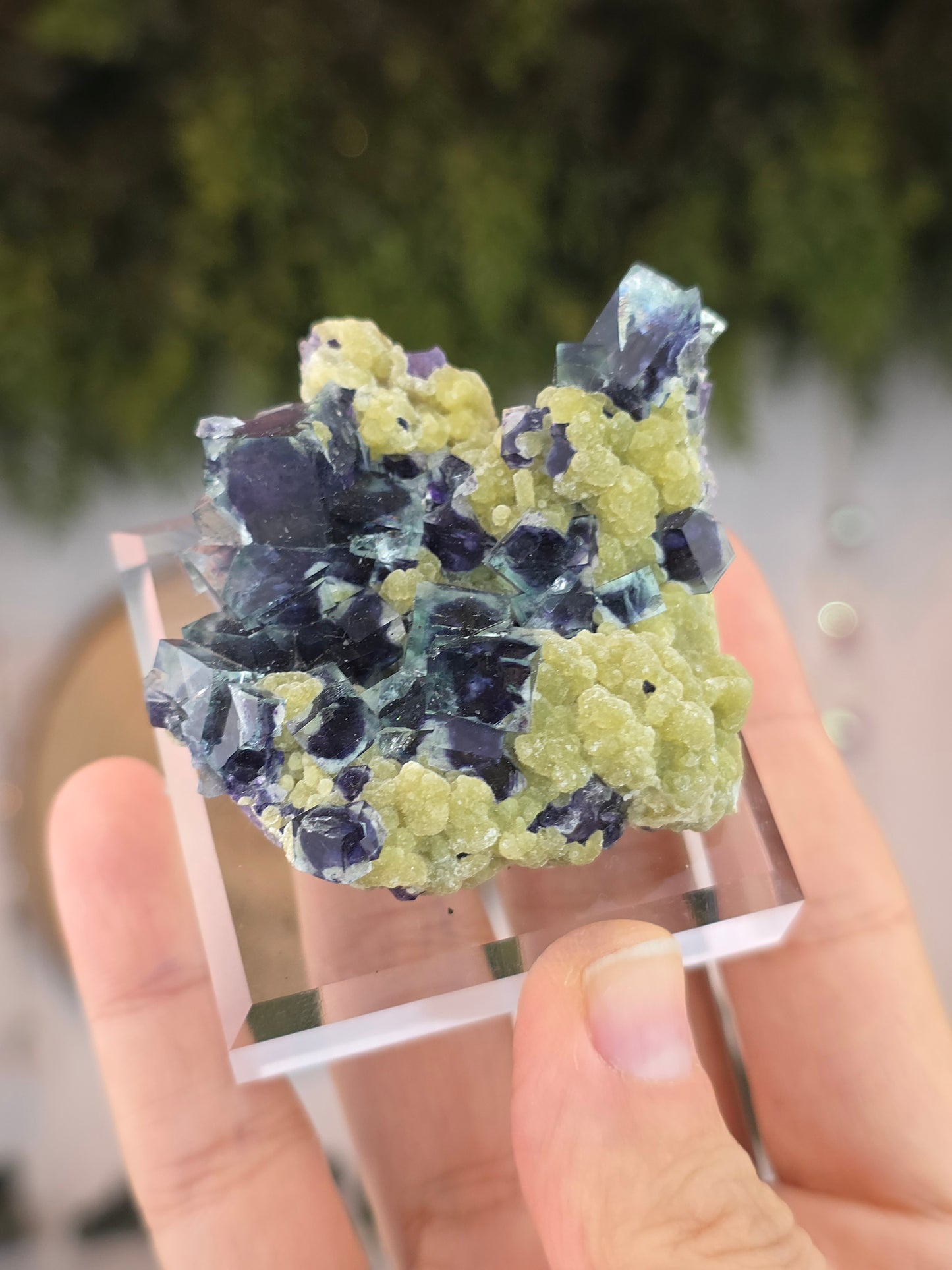 High Quality Clear Yindu Fluorite on Yellow Calcite - Yindu, China B