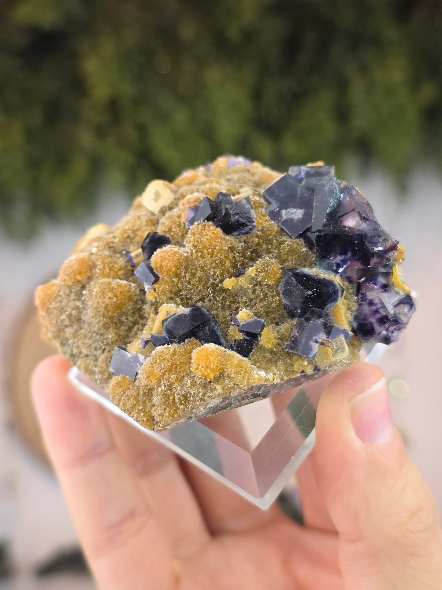 High Quality Clear Yindu Fluorite on Yellow Calcite - Yindu, China A