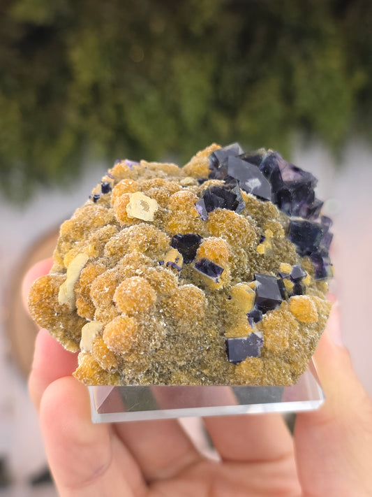 High Quality Clear Yindu Fluorite on Yellow Calcite - Yindu, China A