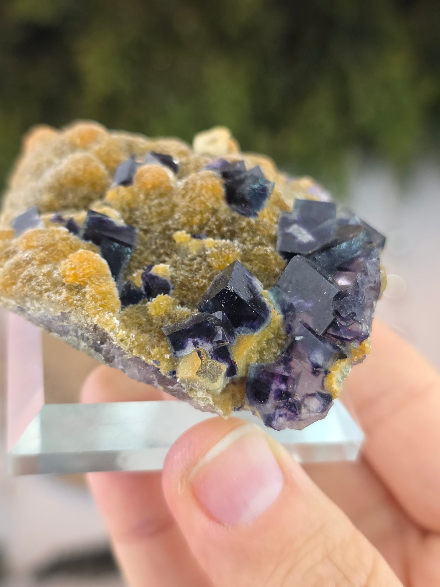 High Quality Clear Yindu Fluorite on Yellow Calcite - Yindu, China A