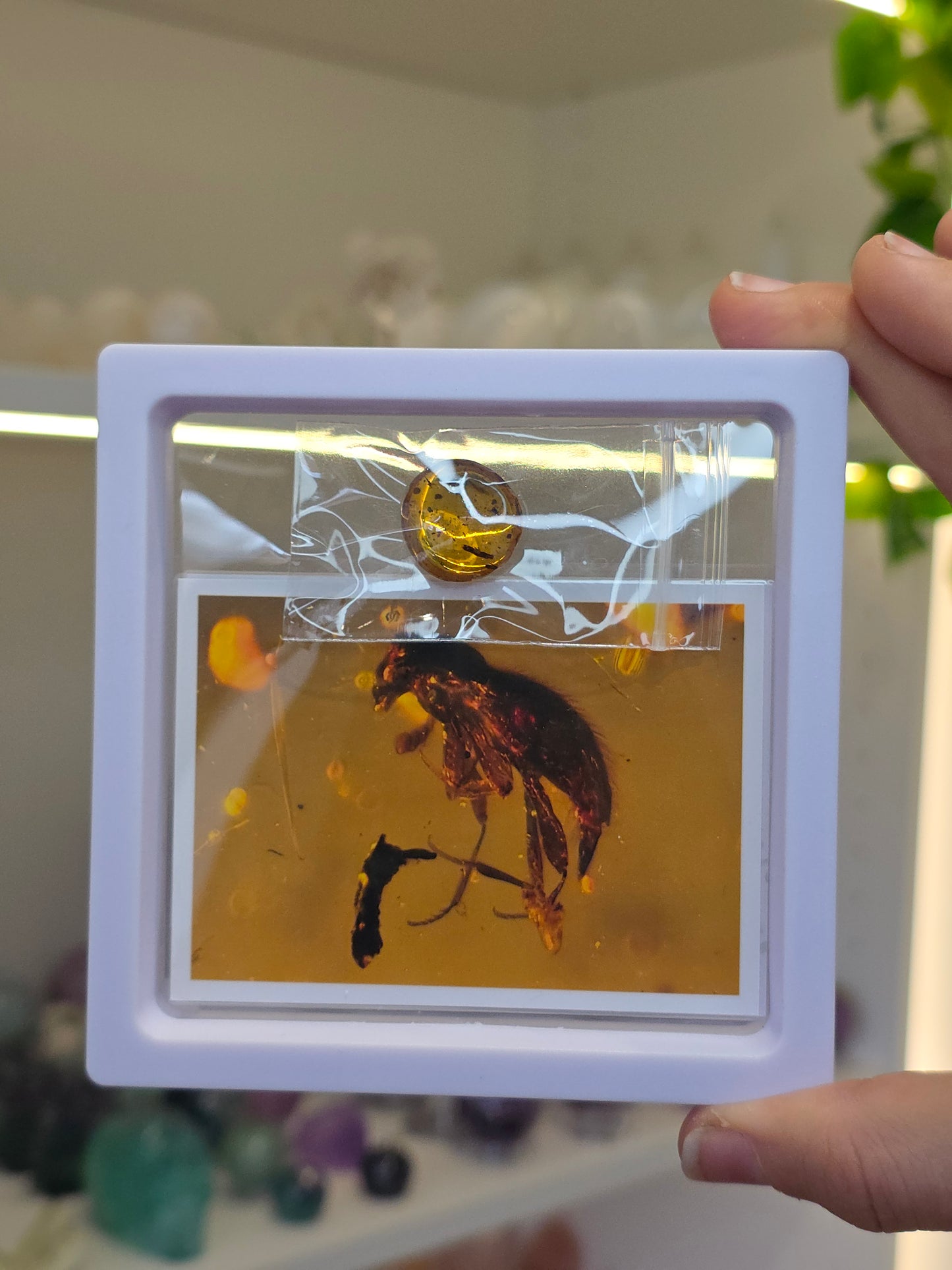Insect Included Amber Specimen (A)