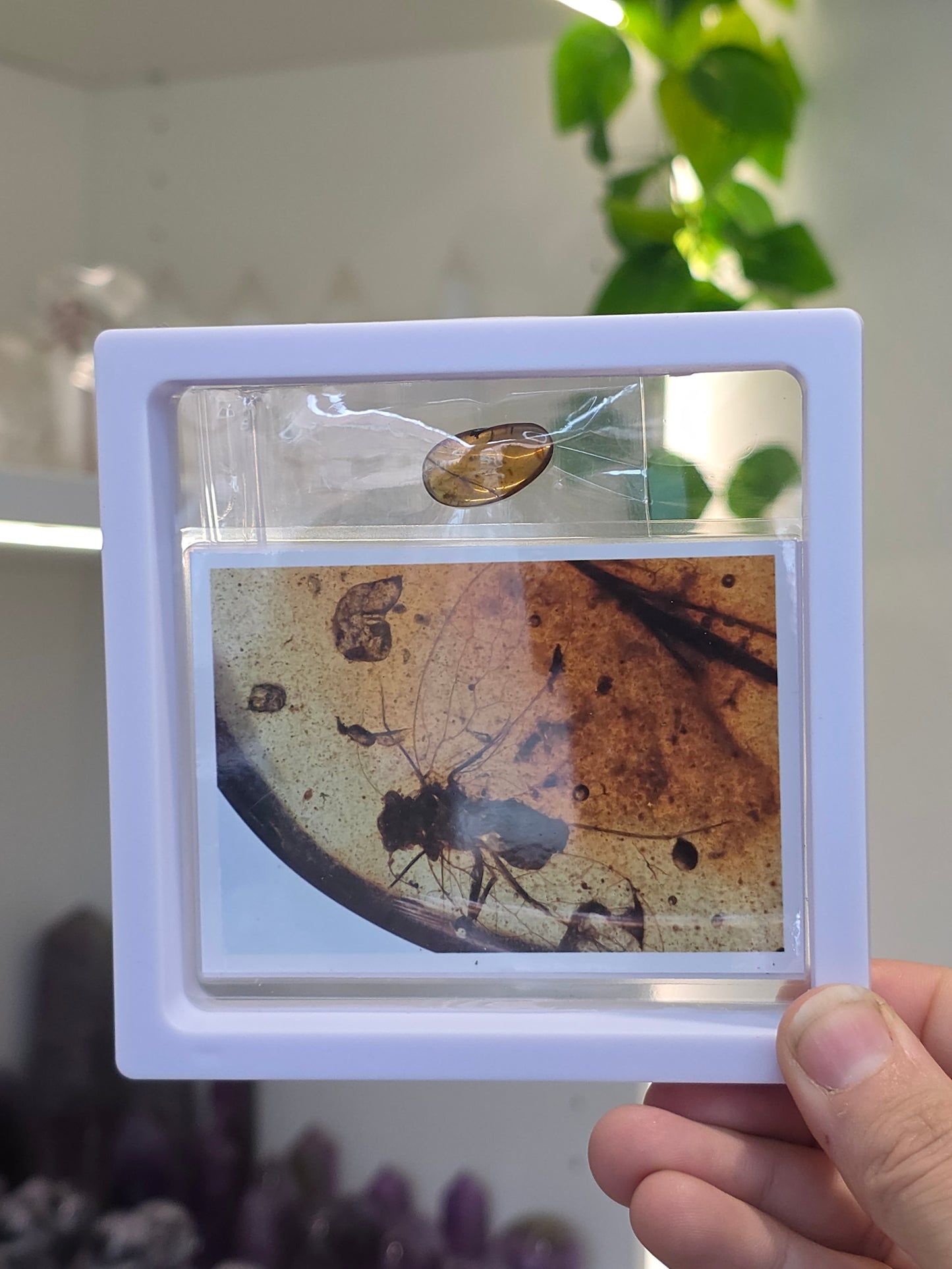 Insect Included Amber Specimen (C)