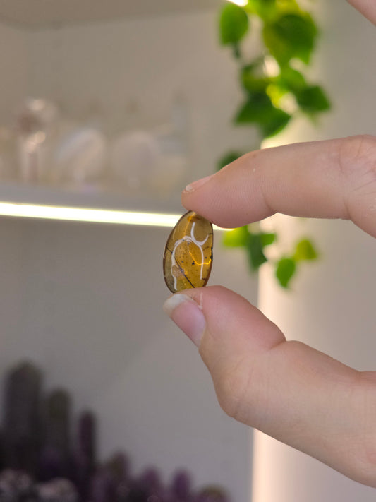 Insect Included Amber Specimen (C)
