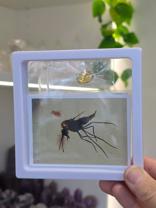 Insect Included Amber Specimen with Photo (D)