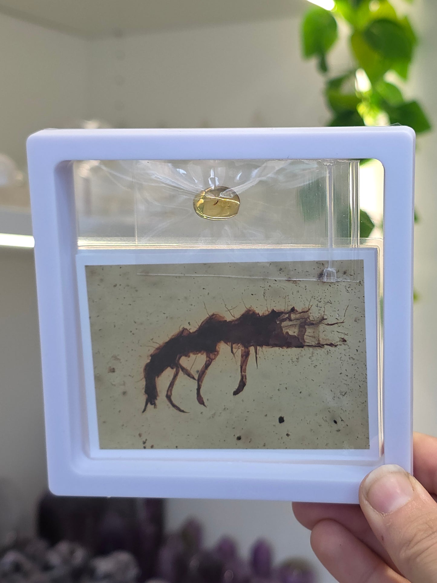 Insect Included Amber Specimen with Photo (E)