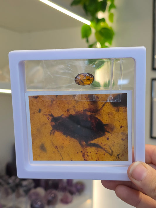 Insect Included Amber Specimen with Photo (H)