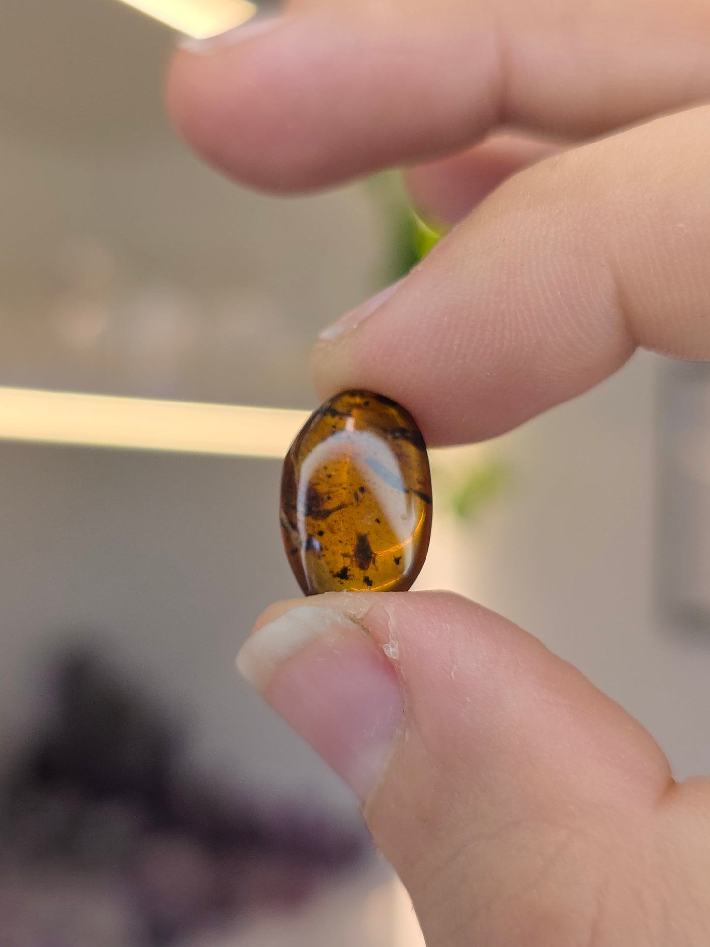 Insect Included Amber Specimen with Photo (H)