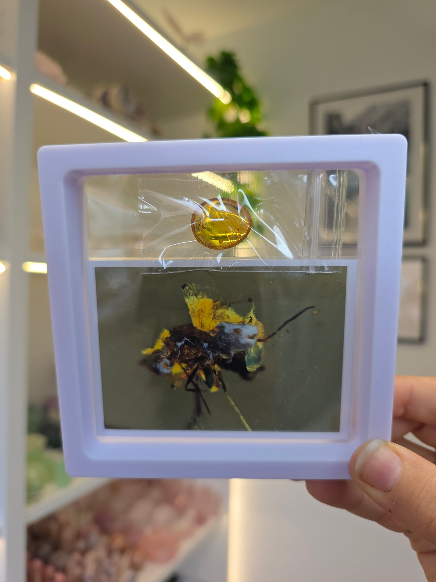 Insect Included Amber Specimen with Photo (I)