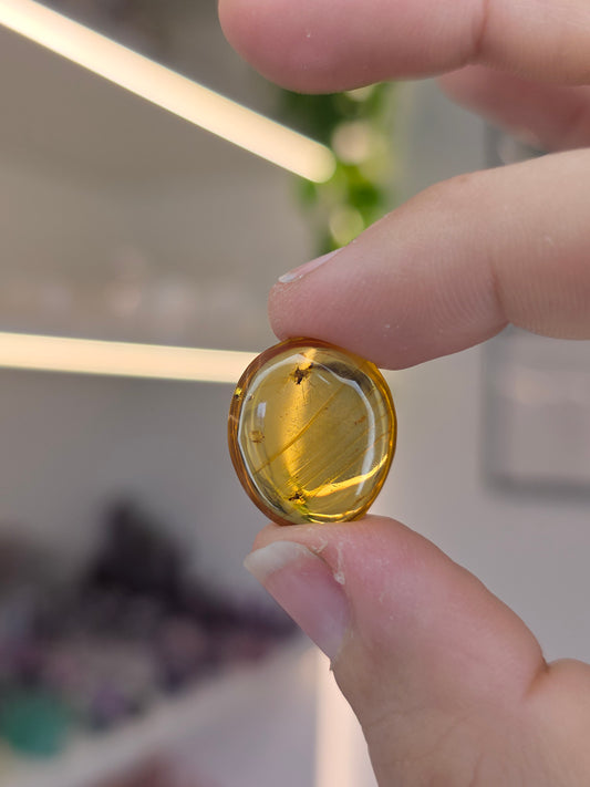 Insect Included Amber Specimen with Photo (I)