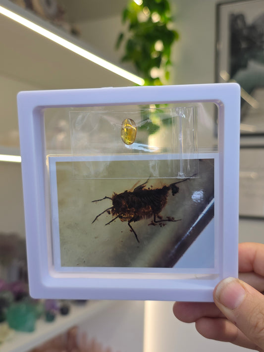 Insect Included Amber Specimen with Photo (J)