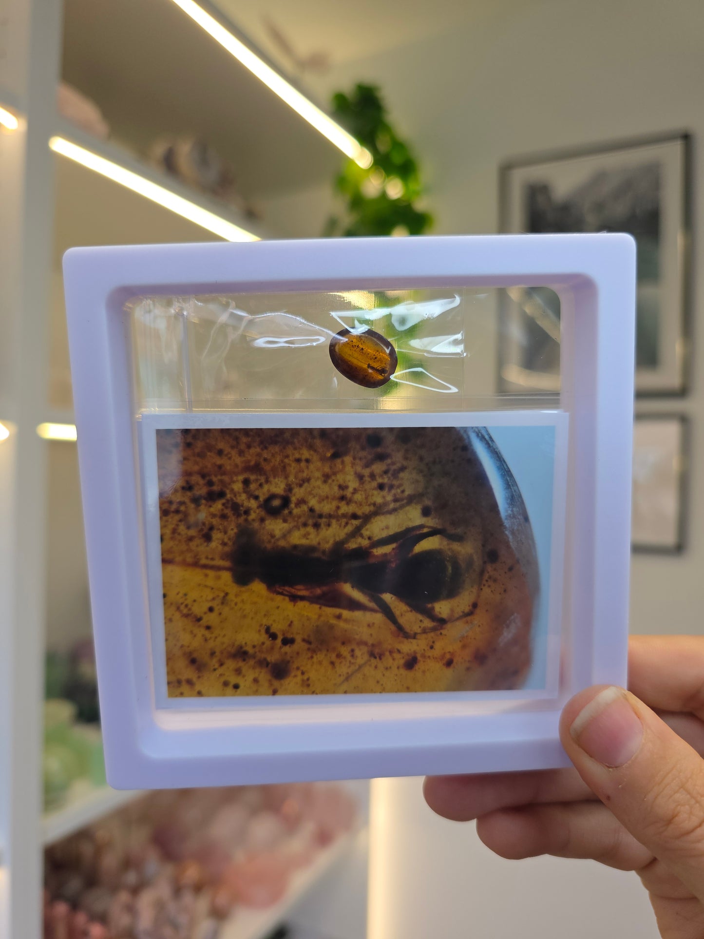 Insect Included Amber Specimen with Photo (K)