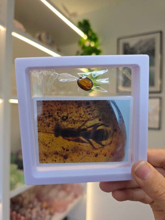 Insect Included Amber Specimen with Photo (K)