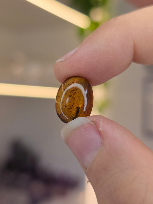 Insect Included Amber Specimen with Photo (K)