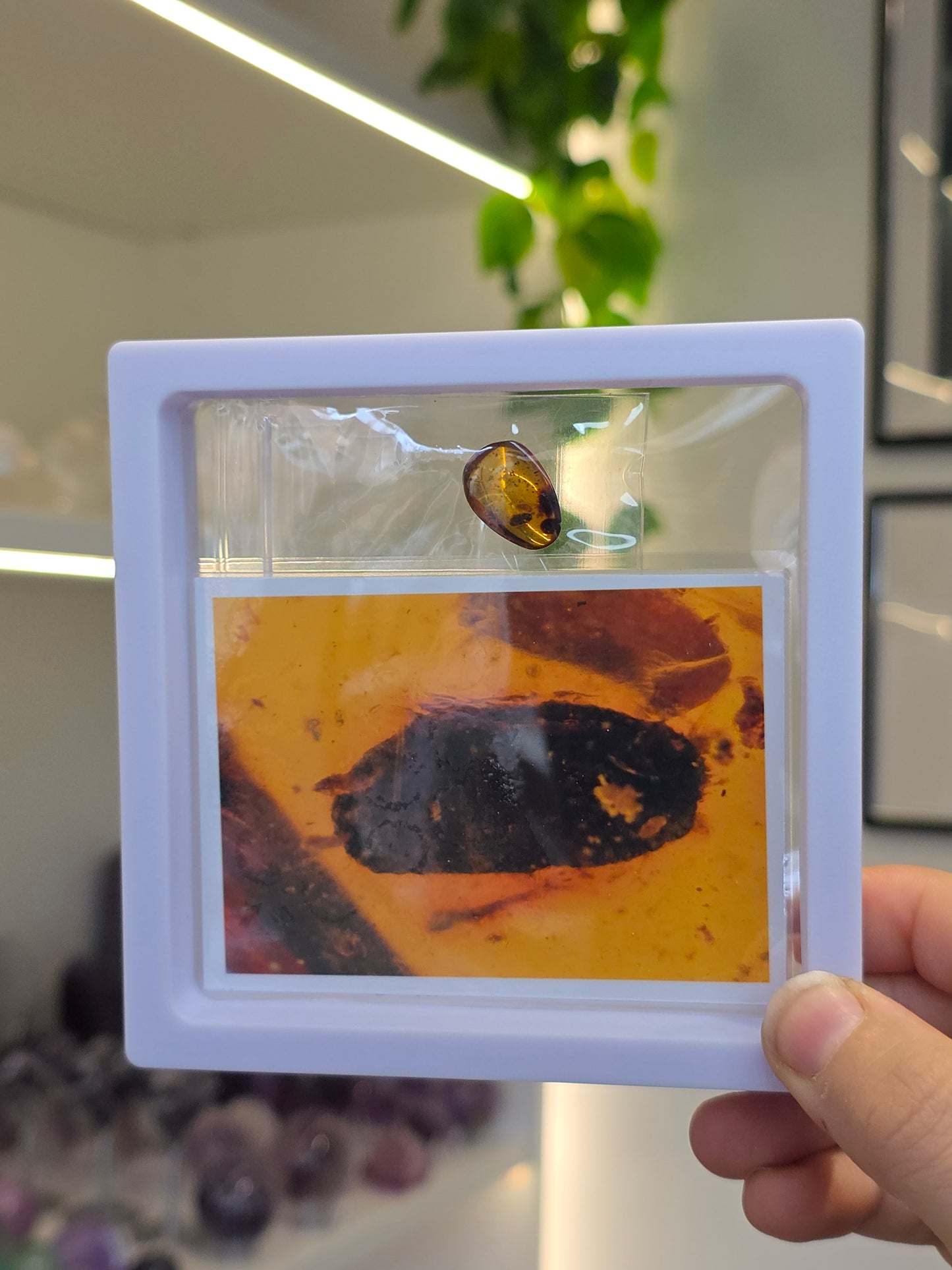 Insect Included Amber Specimen with Photo (L)