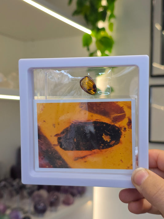 Insect Included Amber Specimen with Photo (L)