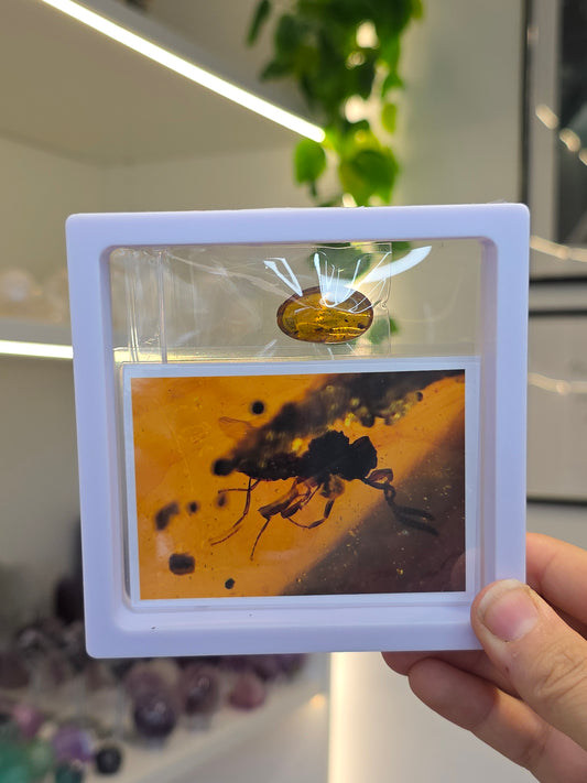 Insect Included Amber Specimen with Photo (N)