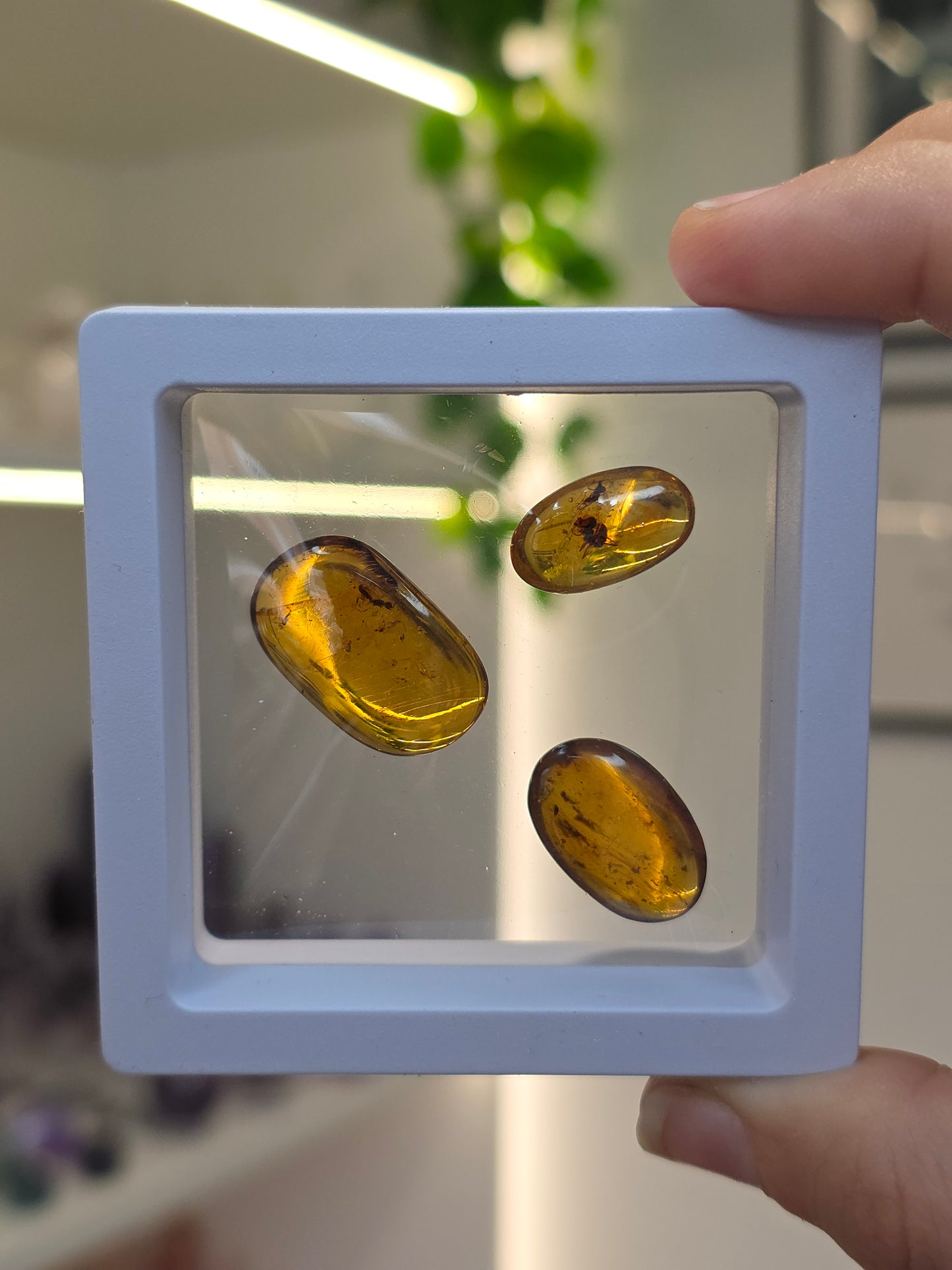 Set of 3 Insect Included Amber Specimens (B)