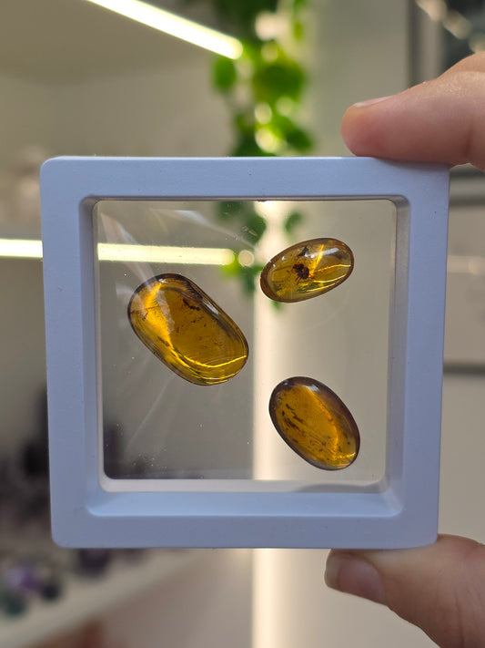 Set of 3 Insect Included Amber Specimens (B)