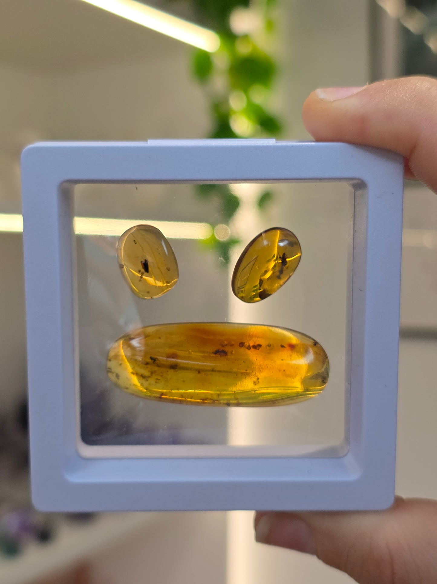 Set of 3 Insect Included Amber Specimens (D)