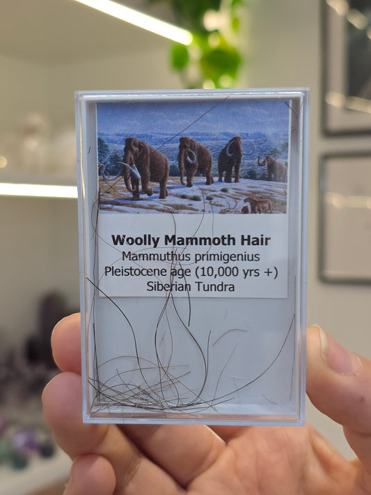 Mammoth Hair (A)