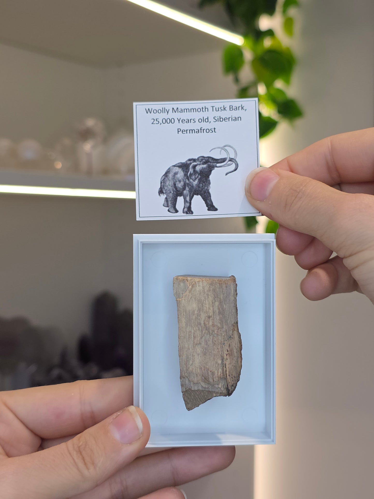 Mammoth Tusk (A)