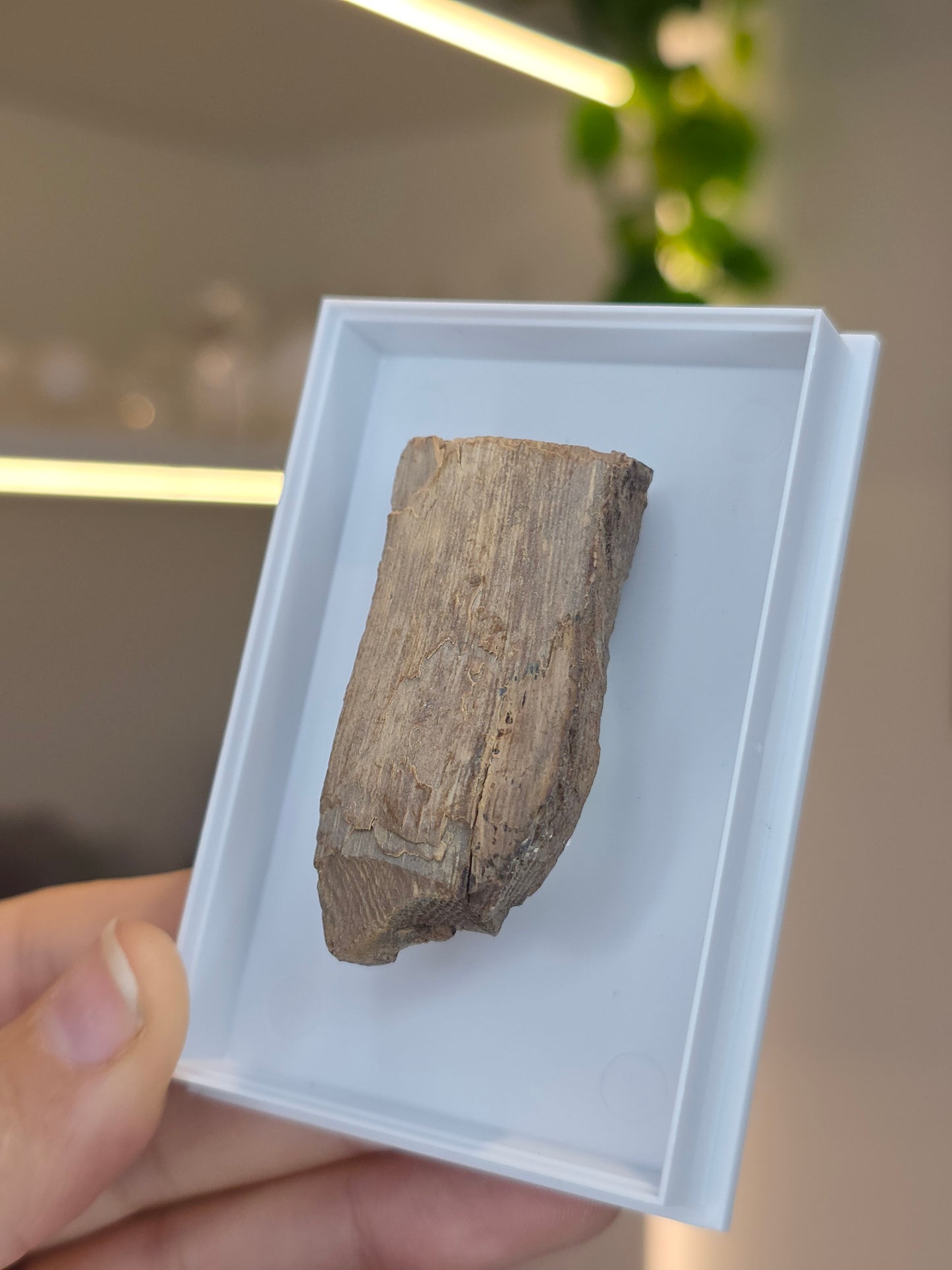 Mammoth Tusk (A)