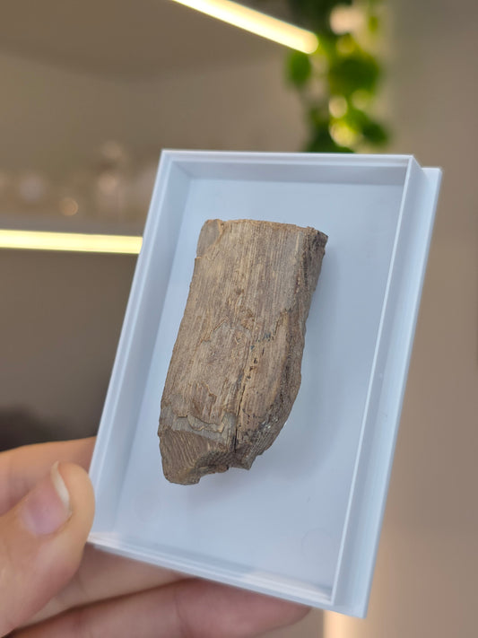 Mammoth Tusk (A)