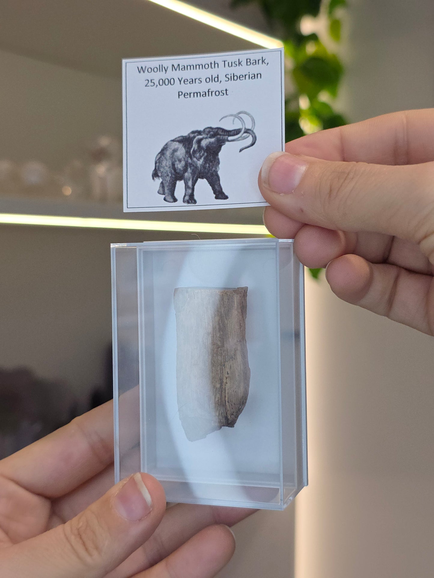 Mammoth Tusk (A)